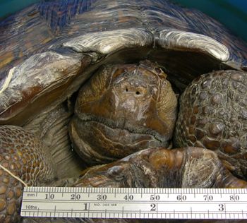 Media type: image; Herpetology R-40003